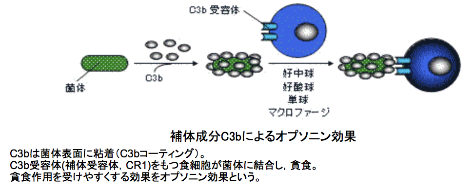 補体成分C3bによるオプソニン効果