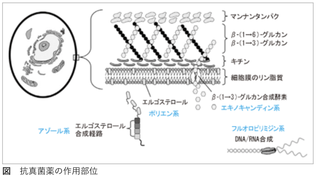 抗真菌薬の作用部位